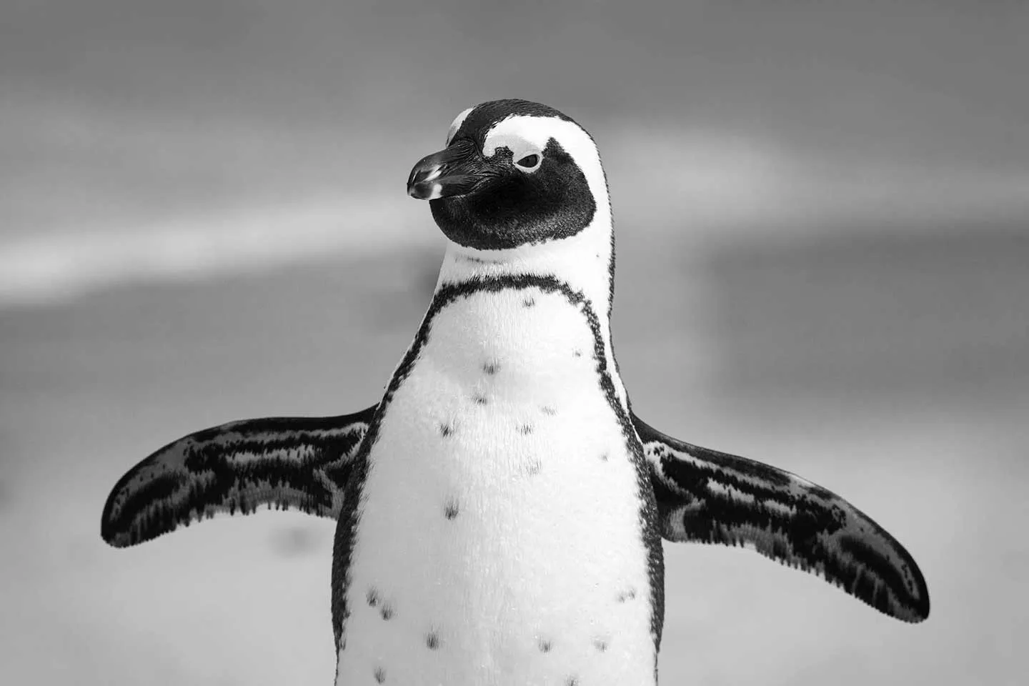 An image of a penguin